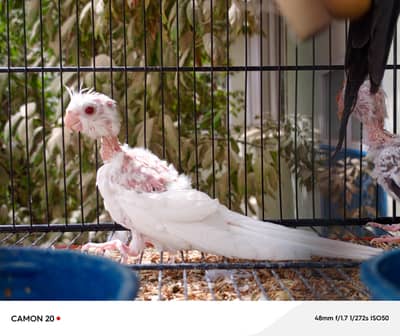 chicks