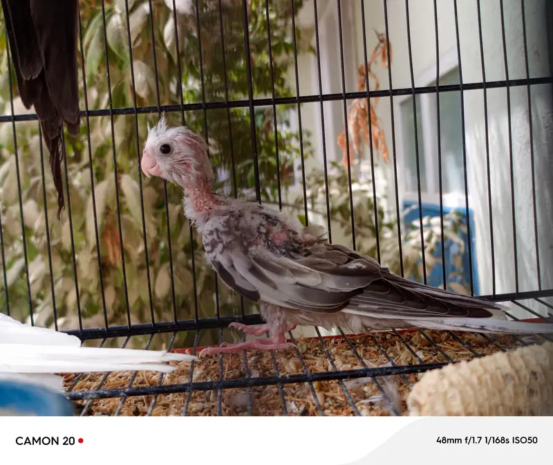 chicks — photo 2