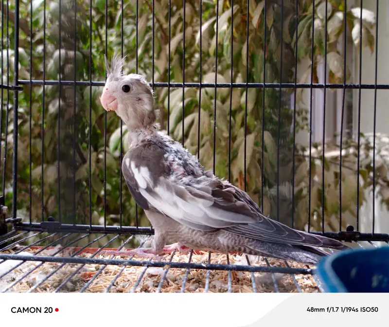 chicks — photo 3