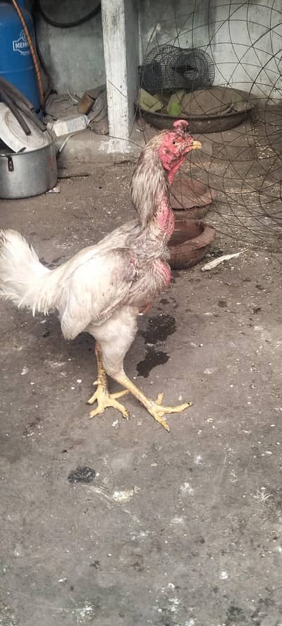 healthy white aseel murgha breeder heera sufaid