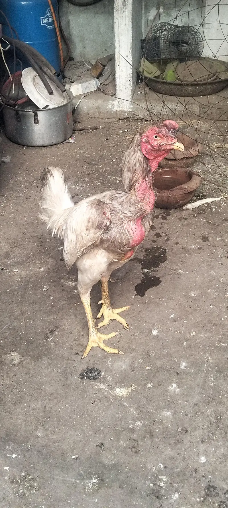 healthy white aseel murgha breeder heera sufaid — photo 2