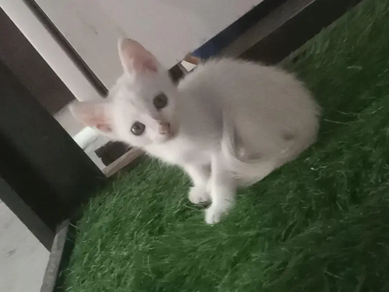 odd coloured eyes cat's Persian kittens — photo 2