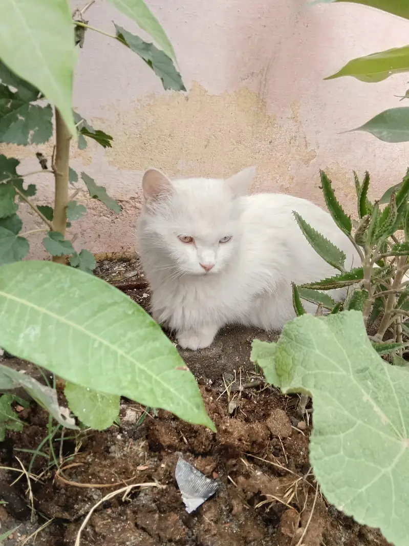 odd coloured eyes cat's Persian kittens — photo 3