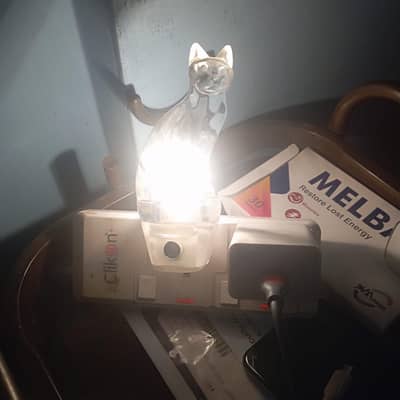 lamp bulb cat