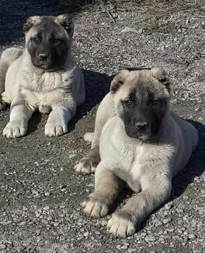 Kangal | pure Kangal |original Kangal puppy | Turkish kangal dog