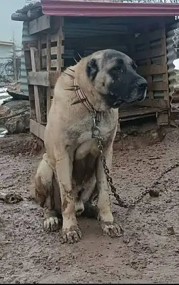 Kangal | pure Kangal |original Kangal puppy | Turkish kangal dog — photo 2