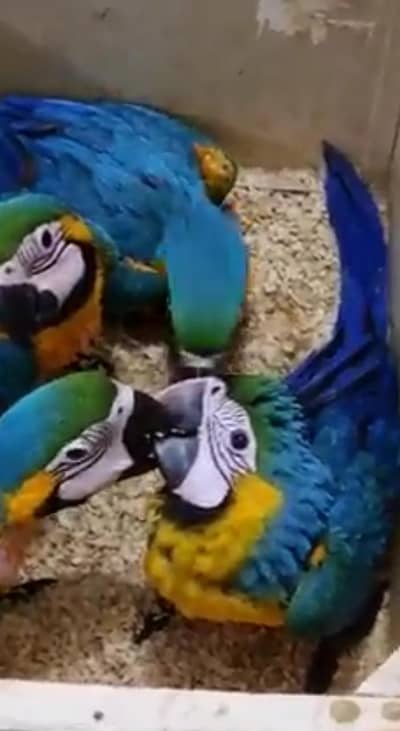 blue Macaw parrot only WhatsApp 03484327443