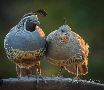 California quail batair breeder pair