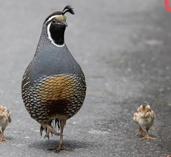 California quail batair breeder pair — photo 2