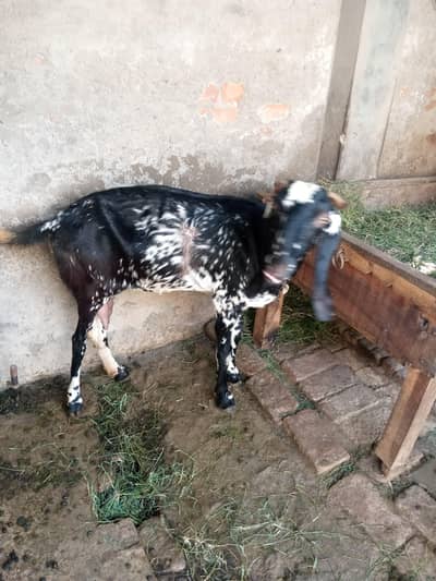 Goat for sale