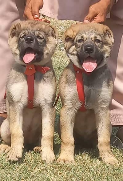 King Kurdish kangal puppies | security Dog | kurdish kangal pair