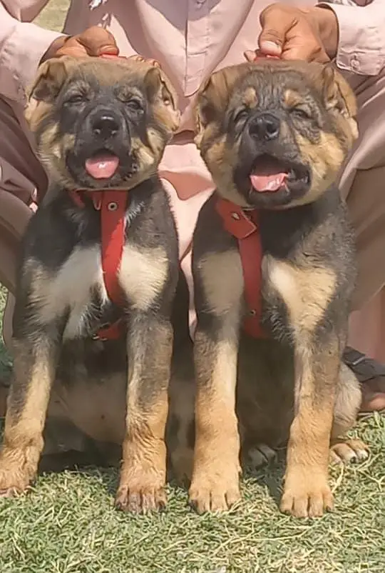 King Kurdish kangal puppies | security Dog | kurdish kangal pair — photo 2