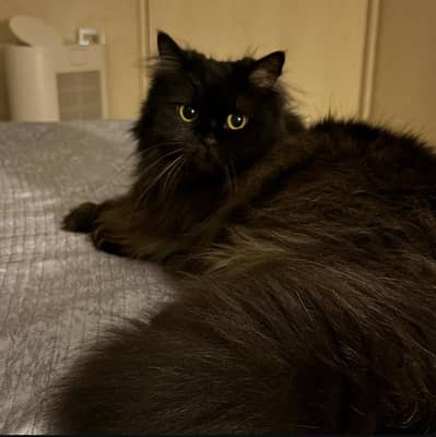 Pure Persian Cat for sale