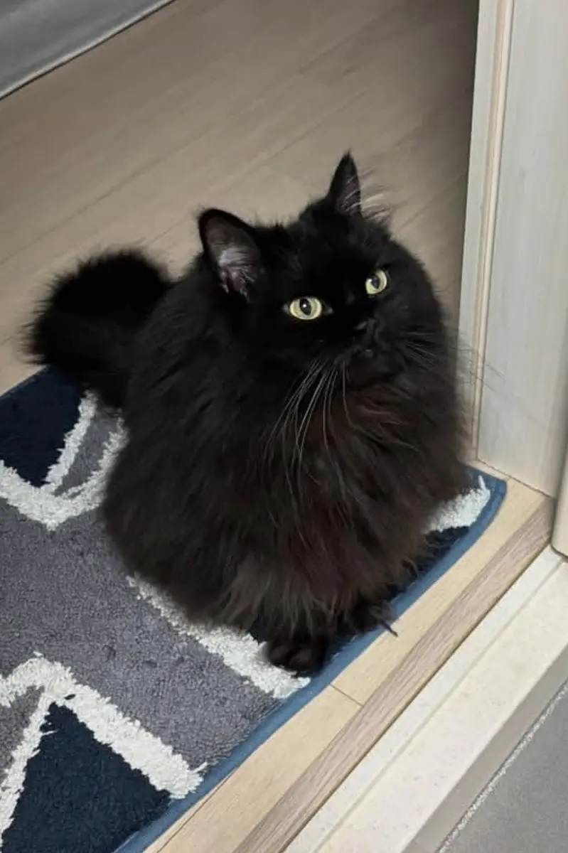 Pure Persian Cat for sale — photo 2