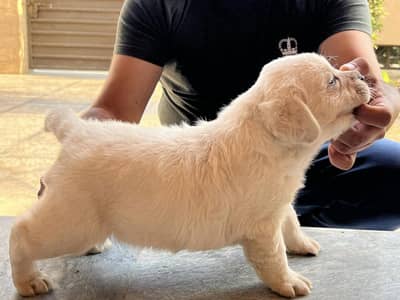 Labrador pedigree microchipe puppy 03151466500