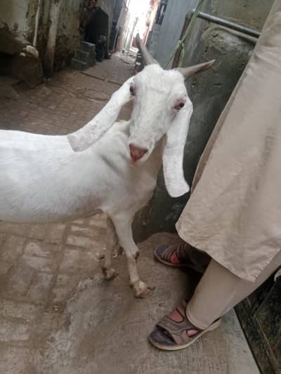 4 danth Bakri | Doodth Denay wali Bakri | 03103814160