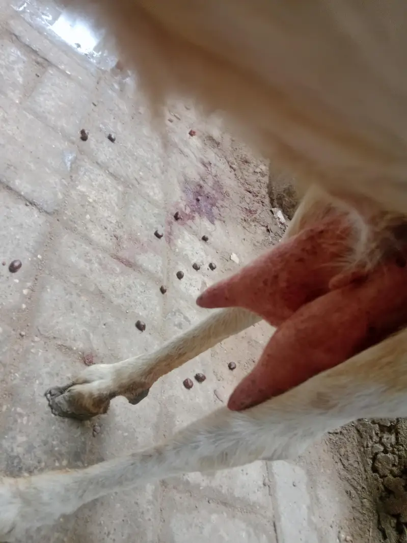 4 danth Bakri | Doodth Denay wali Bakri | 03103814160 — photo 2