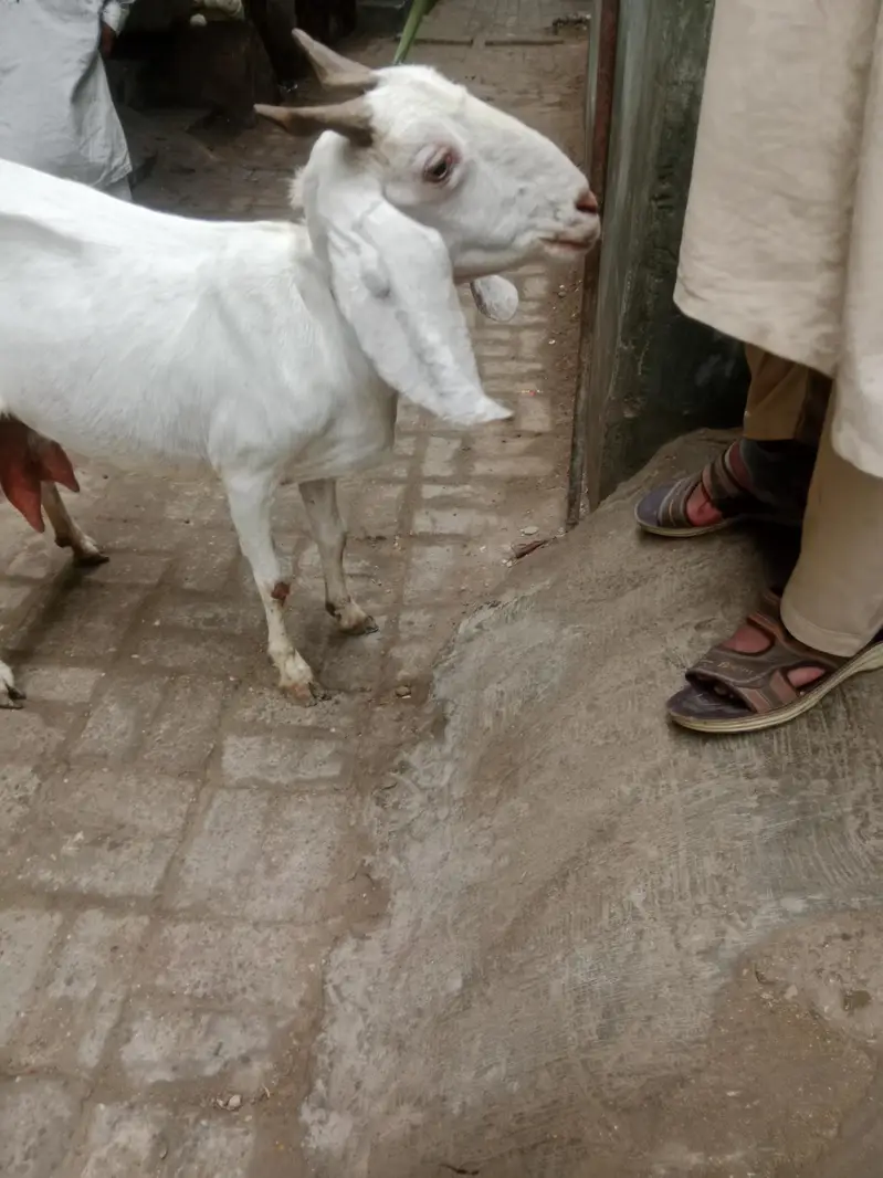 4 danth Bakri | Doodth Denay wali Bakri | 03103814160 — photo 3