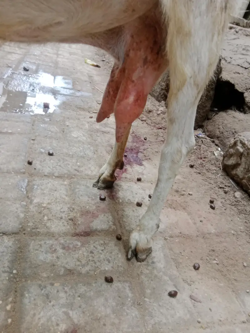 4 danth Bakri | Doodth Denay wali Bakri | 03103814160 — photo 4