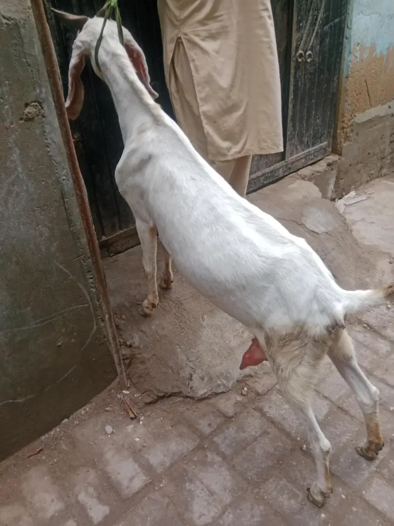 4 danth Bakri | Doodth Denay wali Bakri | 03103814160 — photo 5