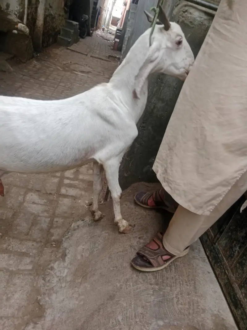 4 danth Bakri | Doodth Denay wali Bakri | 03103814160 — photo 6