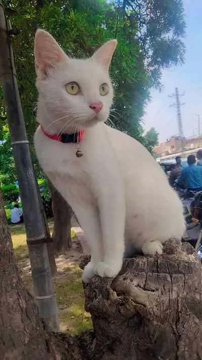 Pure white beautiful Female Cat  for sell