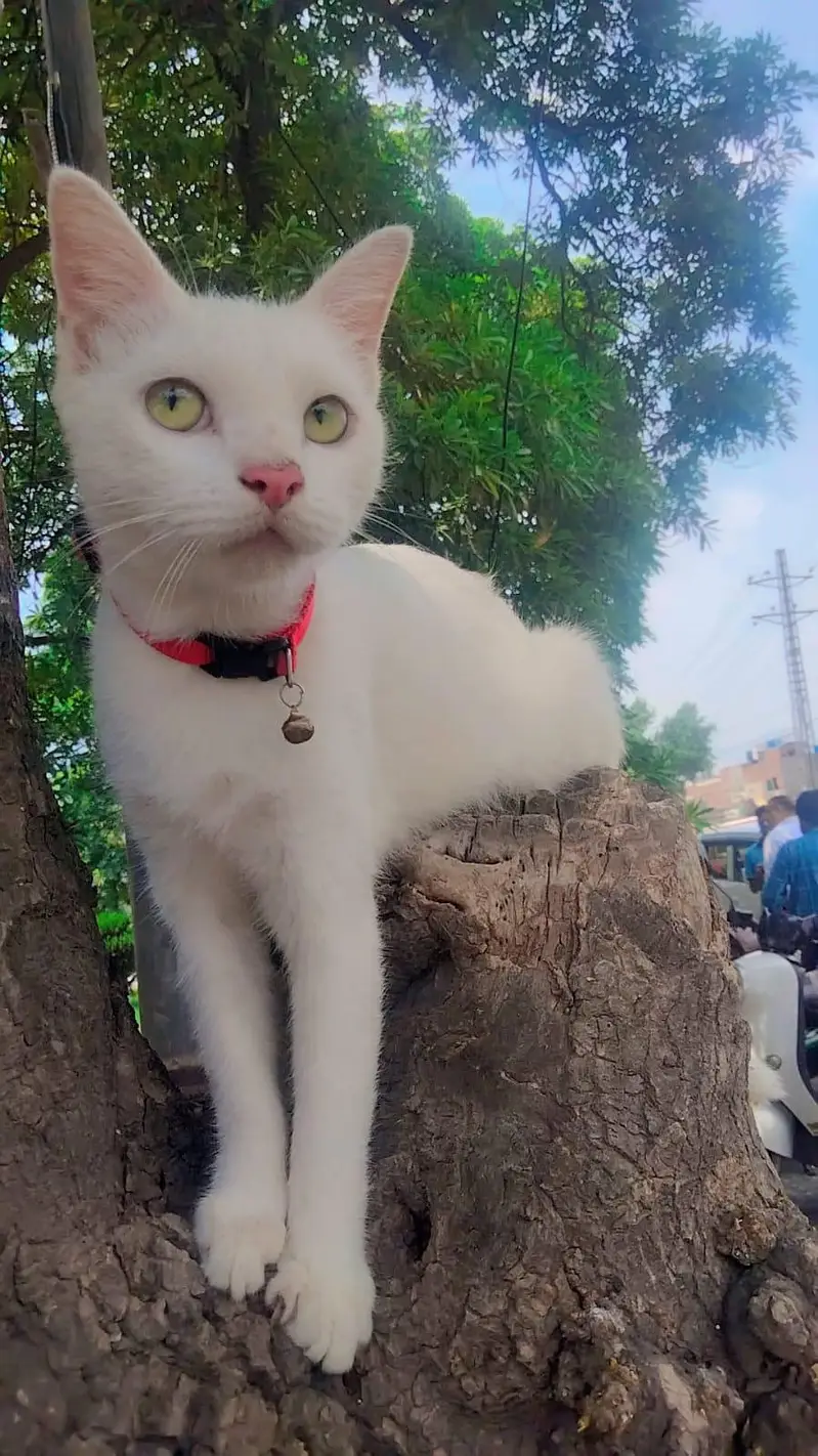 Pure white beautiful Female Cat  for sell — photo 2
