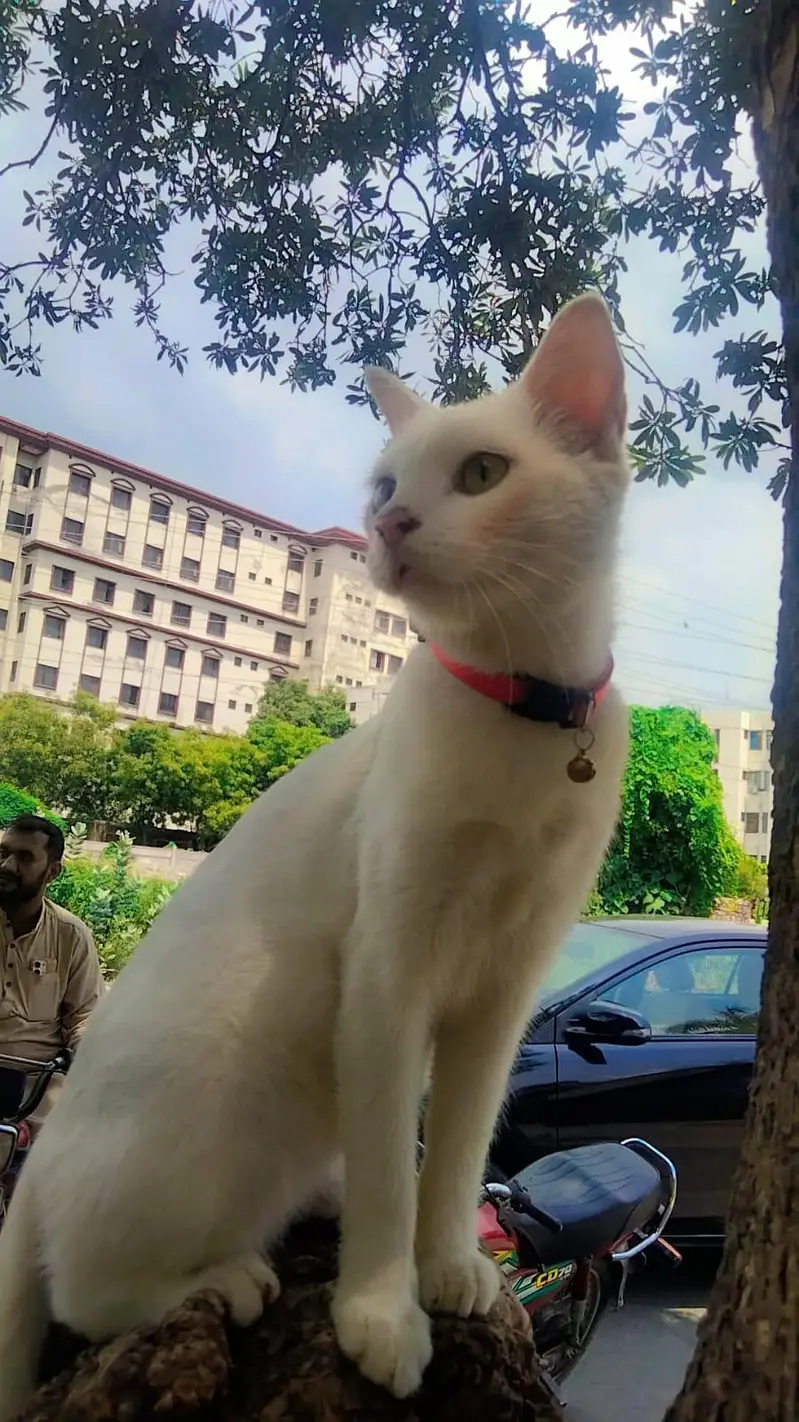 Pure white beautiful Female Cat  for sell — photo 3