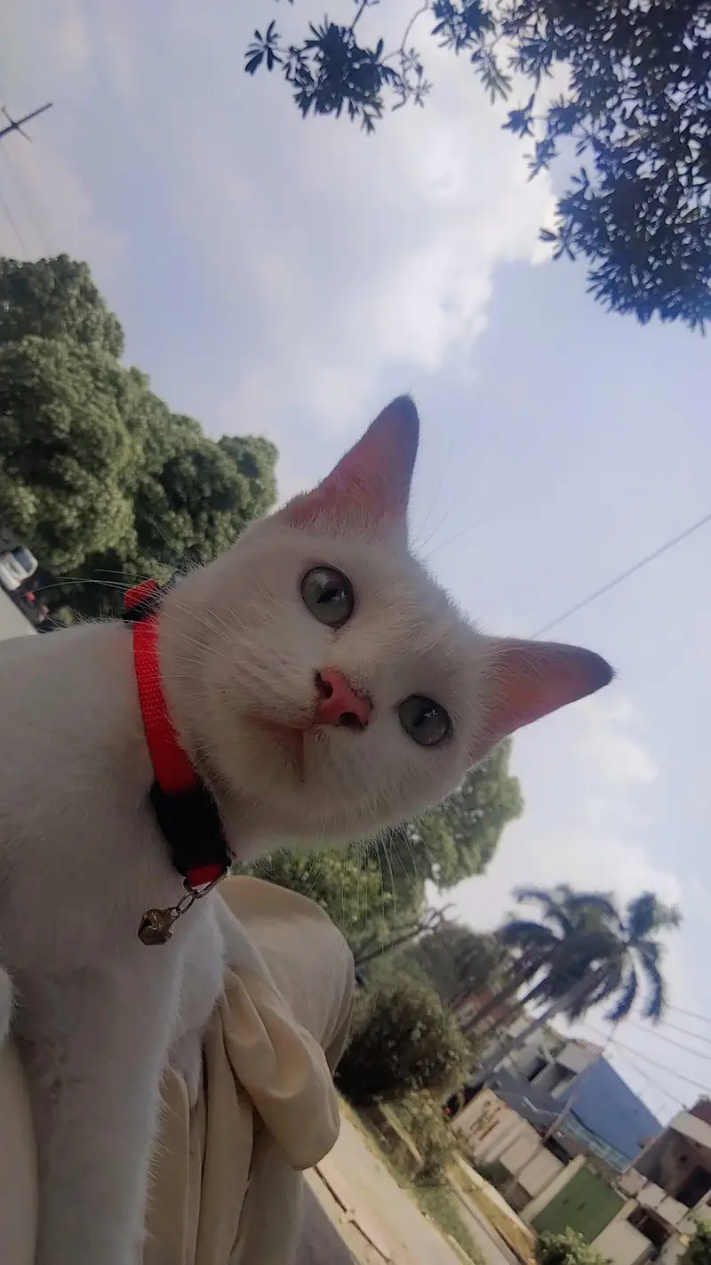 Pure white beautiful Female Cat  for sell — photo 4