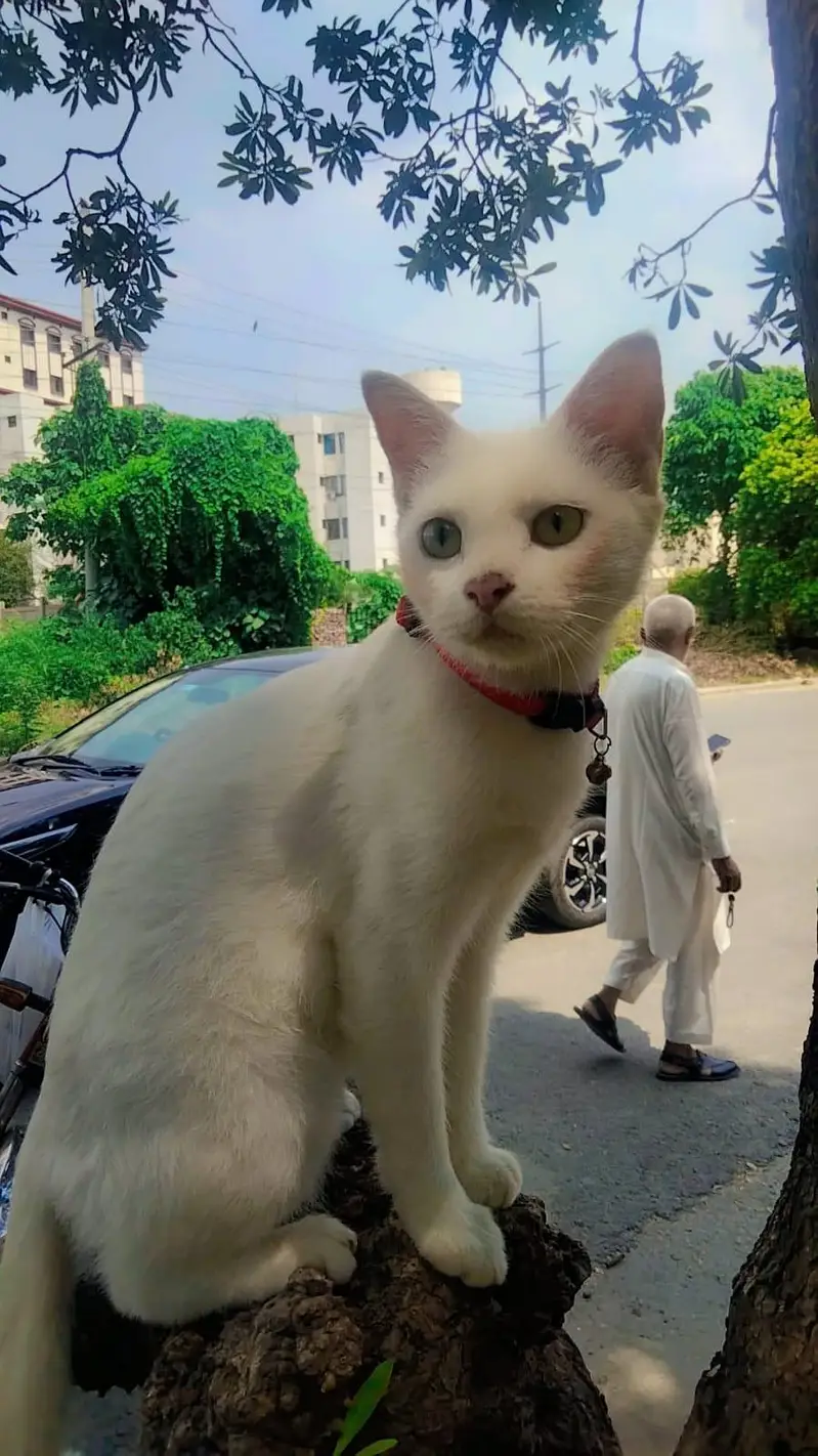 Pure white beautiful Female Cat  for sell — photo 5
