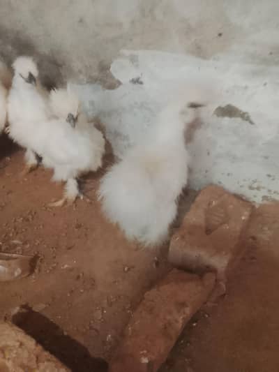 Fresh breeder near to egg laying