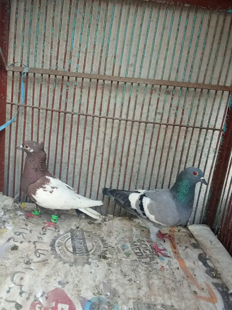 pegion — photo 2