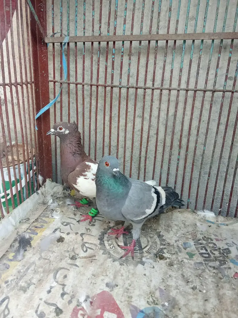 pegion — photo 3