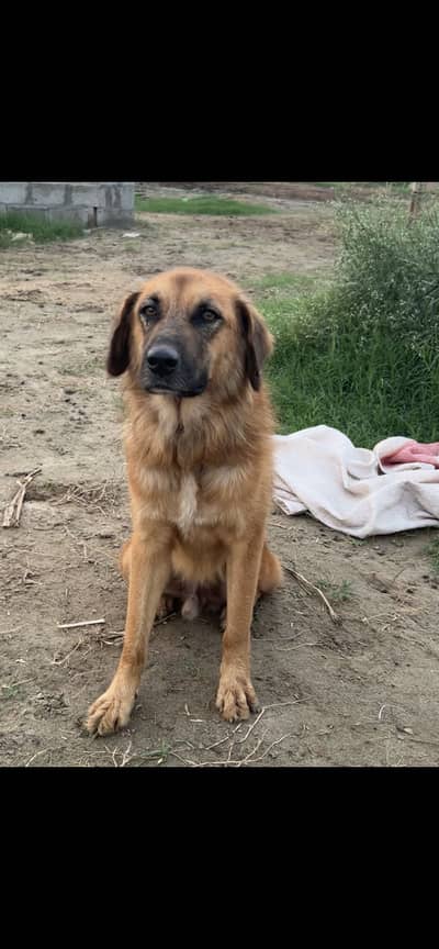 Pure Bkrwali Dog