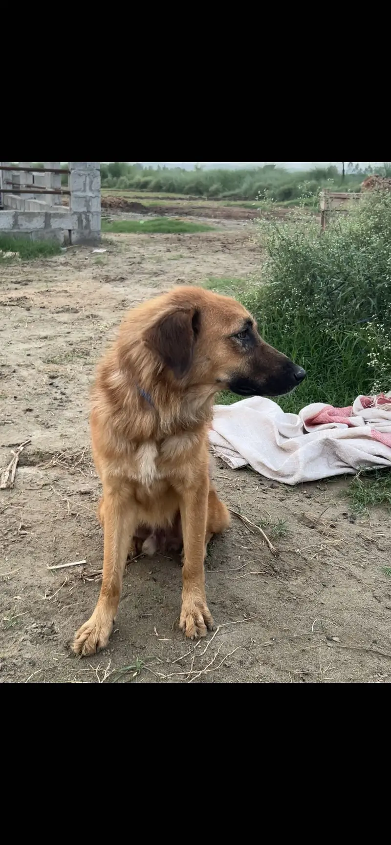 Pure Bkrwali Dog — photo 2