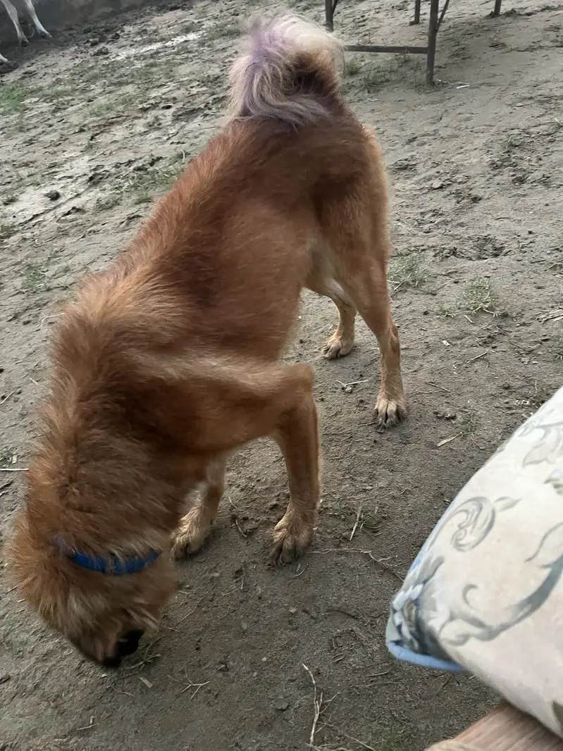 Pure Bkrwali Dog — photo 3