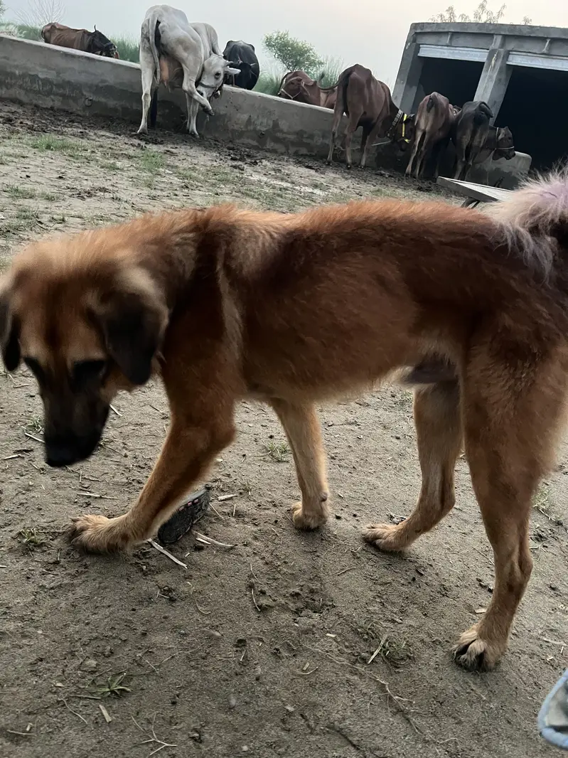 Pure Bkrwali Dog — photo 4