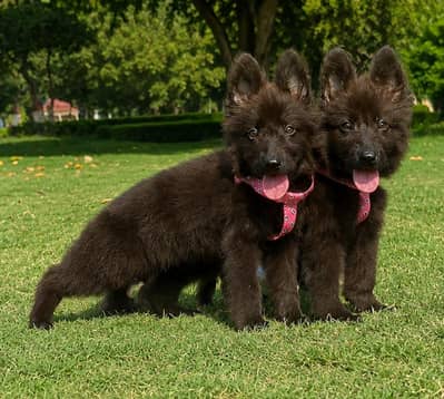 German Shepherd Puppies for Sale | Black & Black & Tan