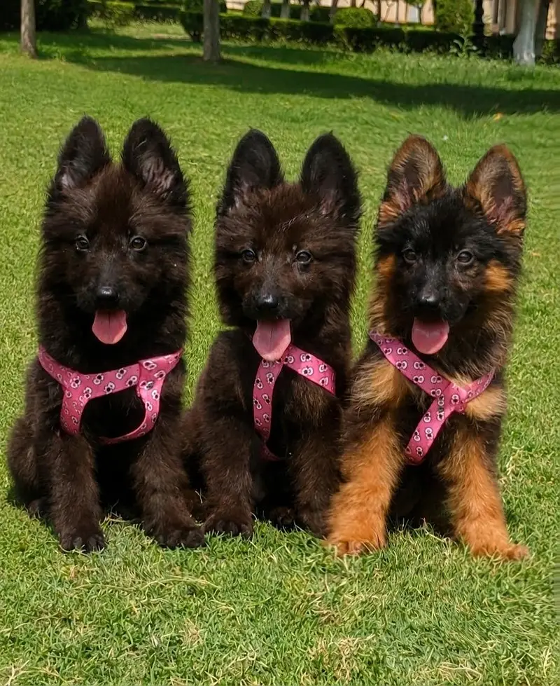German Shepherd Puppies for Sale | Black & Black & Tan — photo 2