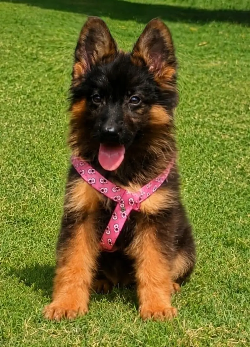 German Shepherd Puppies for Sale | Black & Black & Tan — photo 3