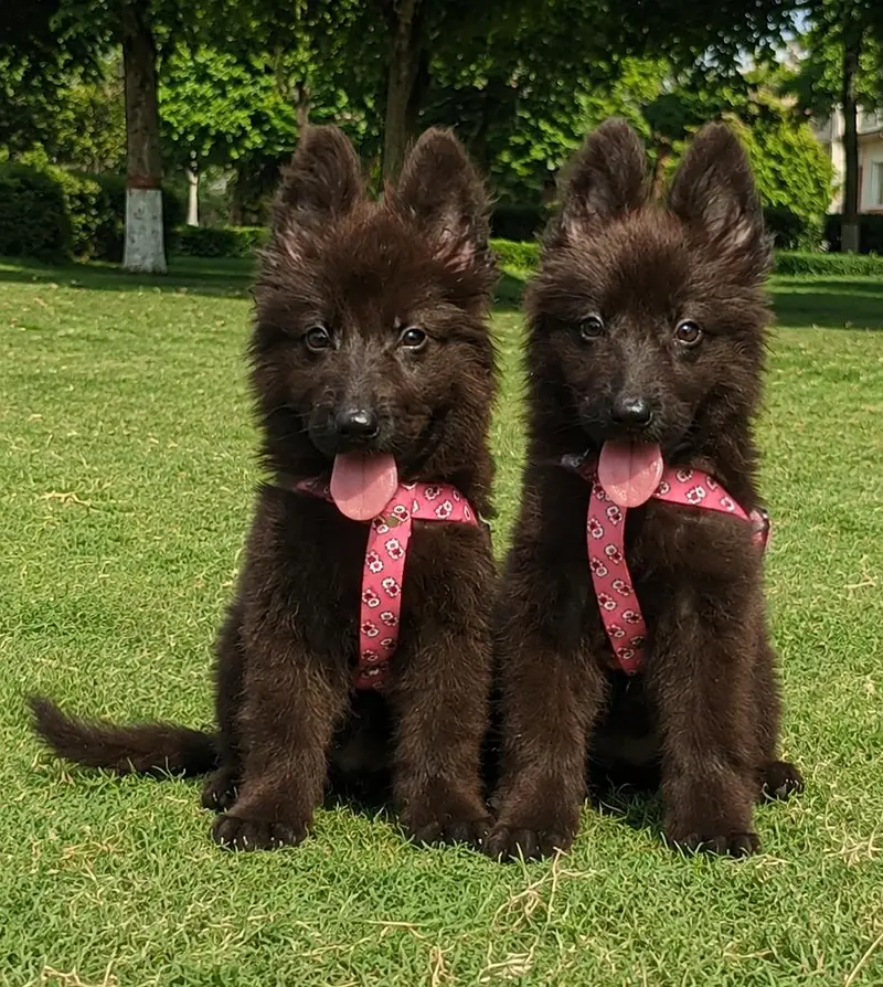 German Shepherd Puppies for Sale | Black & Black & Tan — photo 4