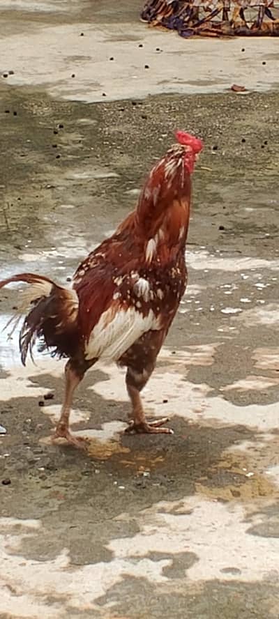 aseel cheena for sale