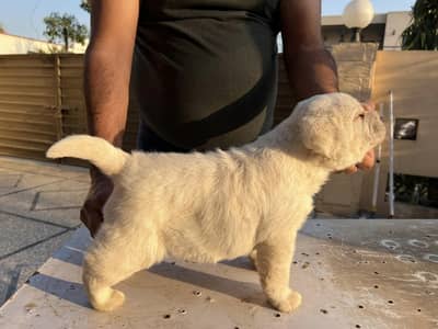 Labrador pedigree microchip  puppies 03014615555