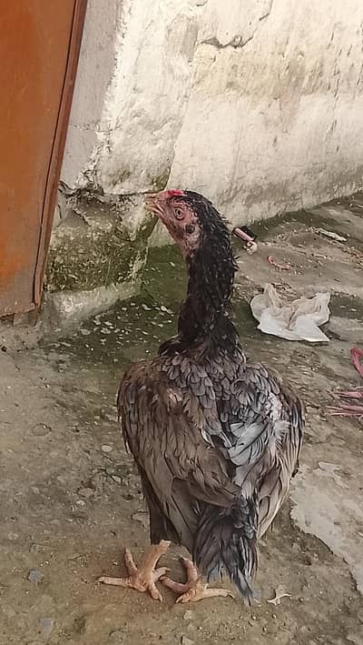 1 salati madii outclass  ,1 mianwali madii