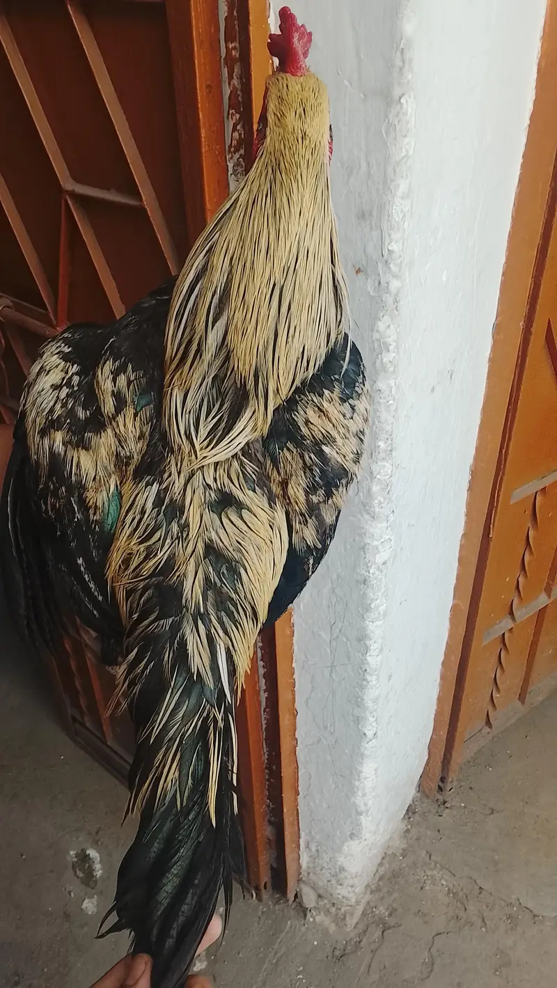 1 salati madii outclass  ,1 mianwali madii — photo 7