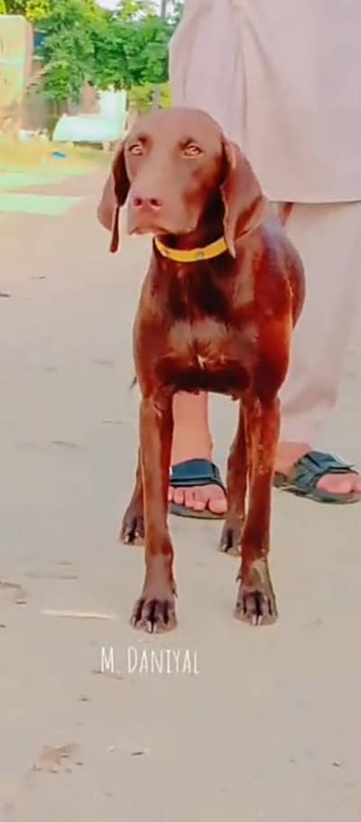 German pointer female