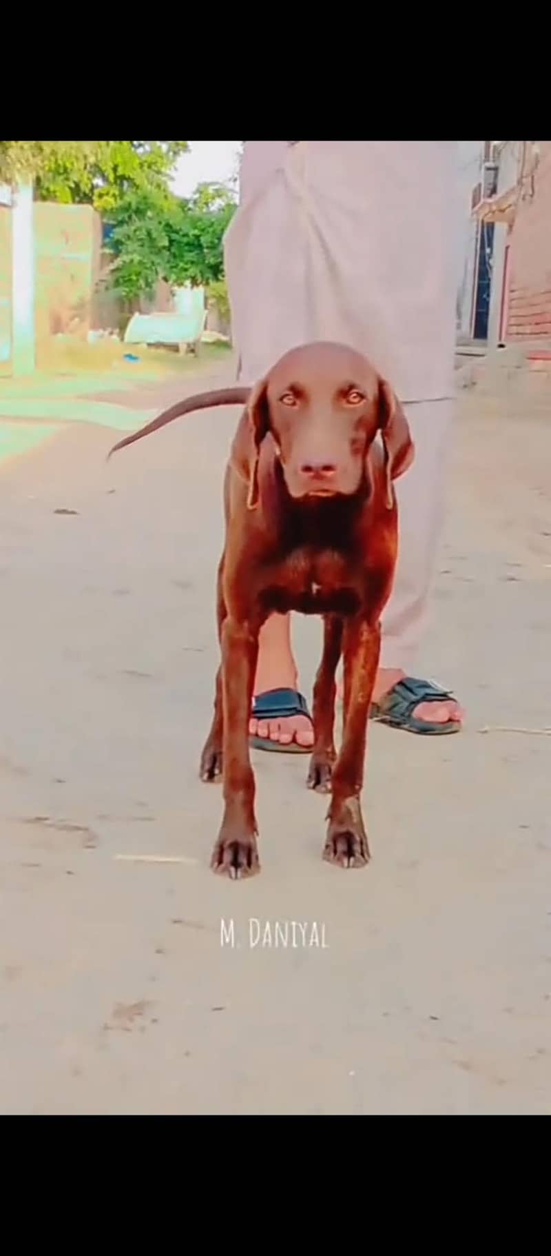 German pointer female 1