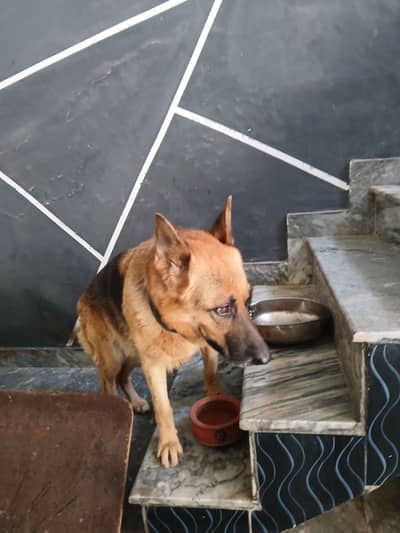 female dog German Shepherd 25000