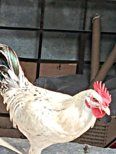 Desi Murga