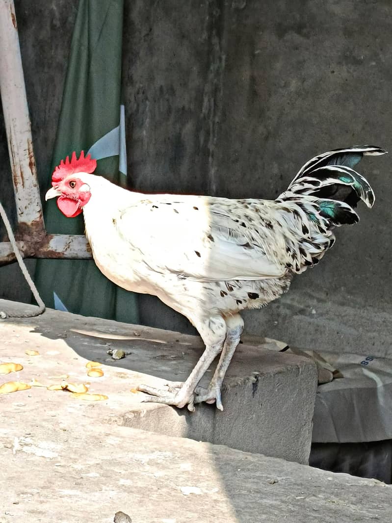 Desi Murga 1